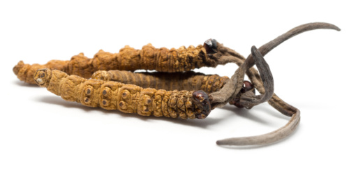 Cordyceps sinensis – Himalajsko zlato